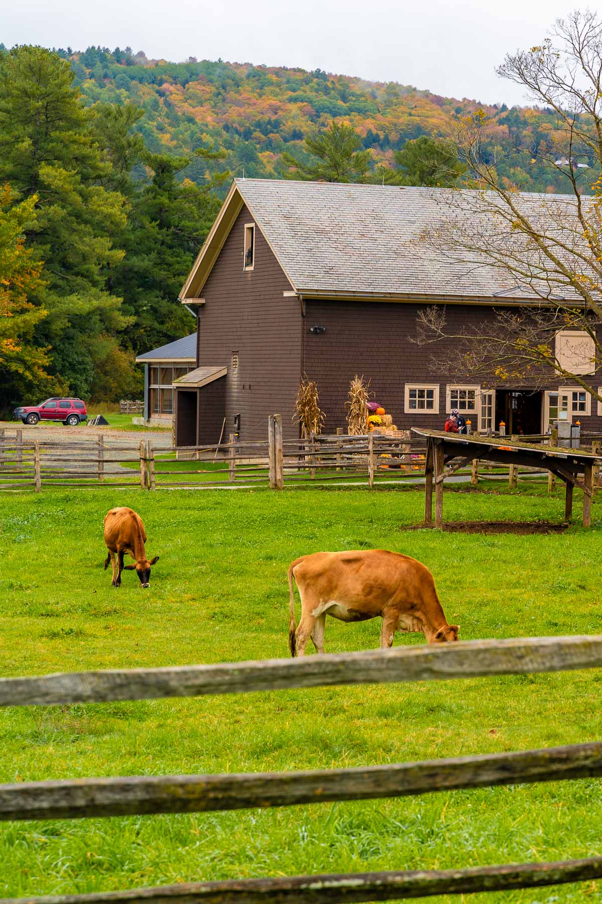 Two brown cows graze in a fenced pasture in front of a large barn at Billings Farm & Museum in Woodstock, Vermont.