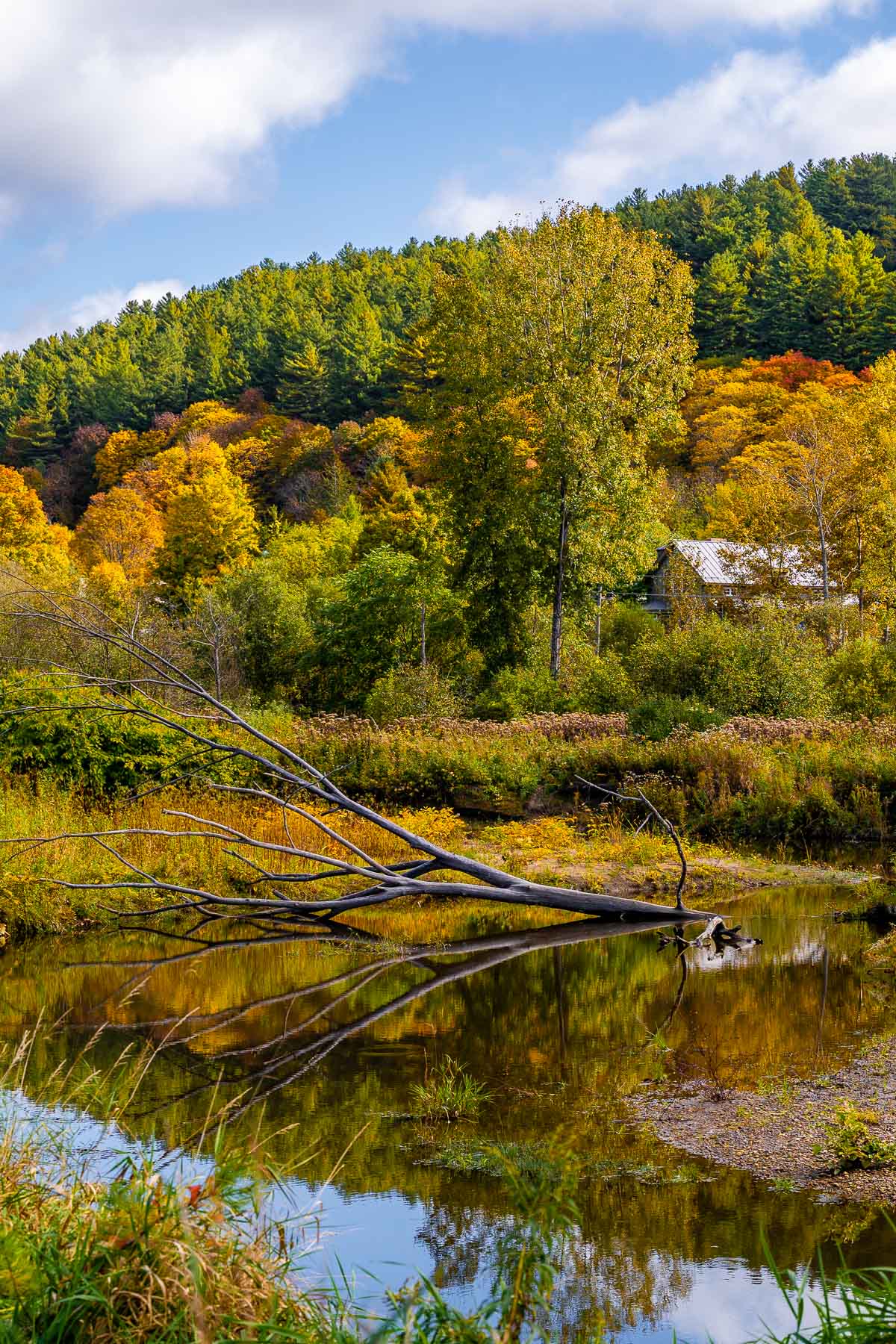 A fallen tree stretches across the calm water of a river along the Recreation Path in Stowe, with vibrant fall colors reflecting in the surface.